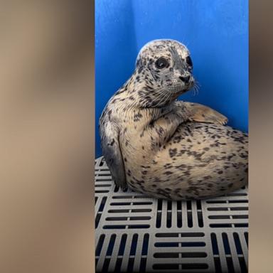 Meet Biscuits, the adorable sea pup making everyone's day