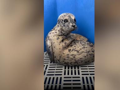 WATCH:  Meet Biscuits, the adorable sea pup making everyone's day