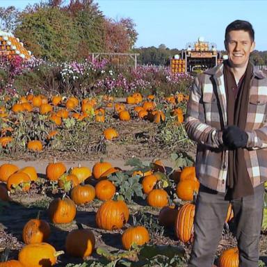 VIDEO: Find out the pumpkin forecast for fall