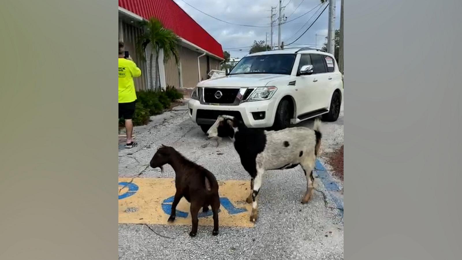 Danielle Hendrick from Tampa Bay shared a video of her checking in with her goats after Hurricane Milton. The storm tore off the goats' enclosure so they were able to stay safe in another barn.