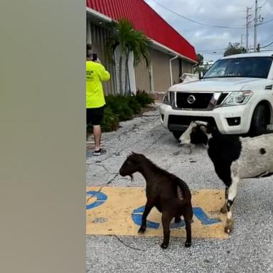 Danielle Hendrick from Tampa Bay shared a video of her checking in with her goats after Hurricane Milton. The storm tore off the goats' enclosure so they were able to stay safe in another barn.