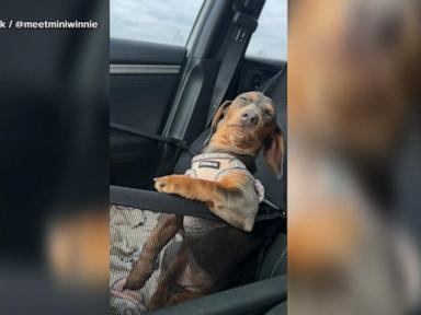 WATCH:  Miniature dachshund refuses to take a nap