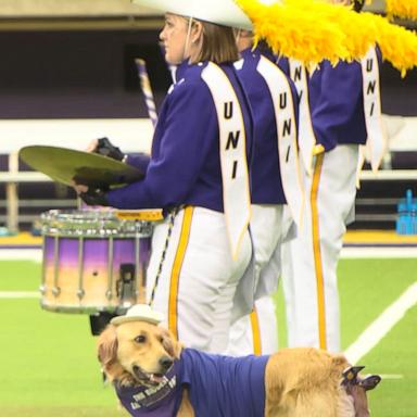 Winnie is a service dog who helps her owner, Gabi Riessen, navigate life -- and band -- with postural orthostatic tachycardia syndrome, also known as POTS.