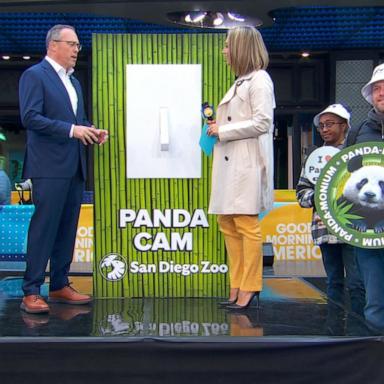 VIDEO: San Diego Zoo panda cam showcased in Times Square