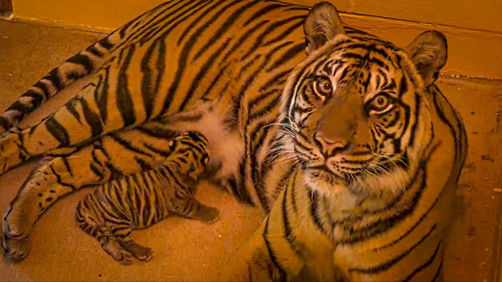 VIDEO: Disney’s Animal Kingdom welcomes baby tiger