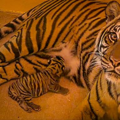 VIDEO: Disney’s Animal Kingdom welcomes baby tiger