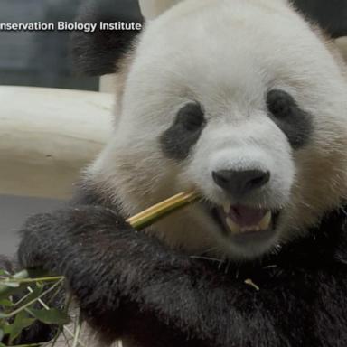 VIDEO: 2 giant pandas arrive in Washington, DC from China