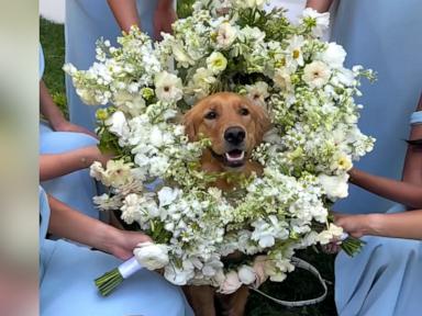 WATCH:  Adorable dog wears bouquet as flower girl at wedding