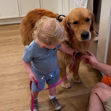 Shalom loves to help golden retriever Skylar get ready for her daily walk. 