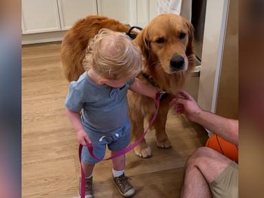 WATCH:  Toddler loves to walk family dog