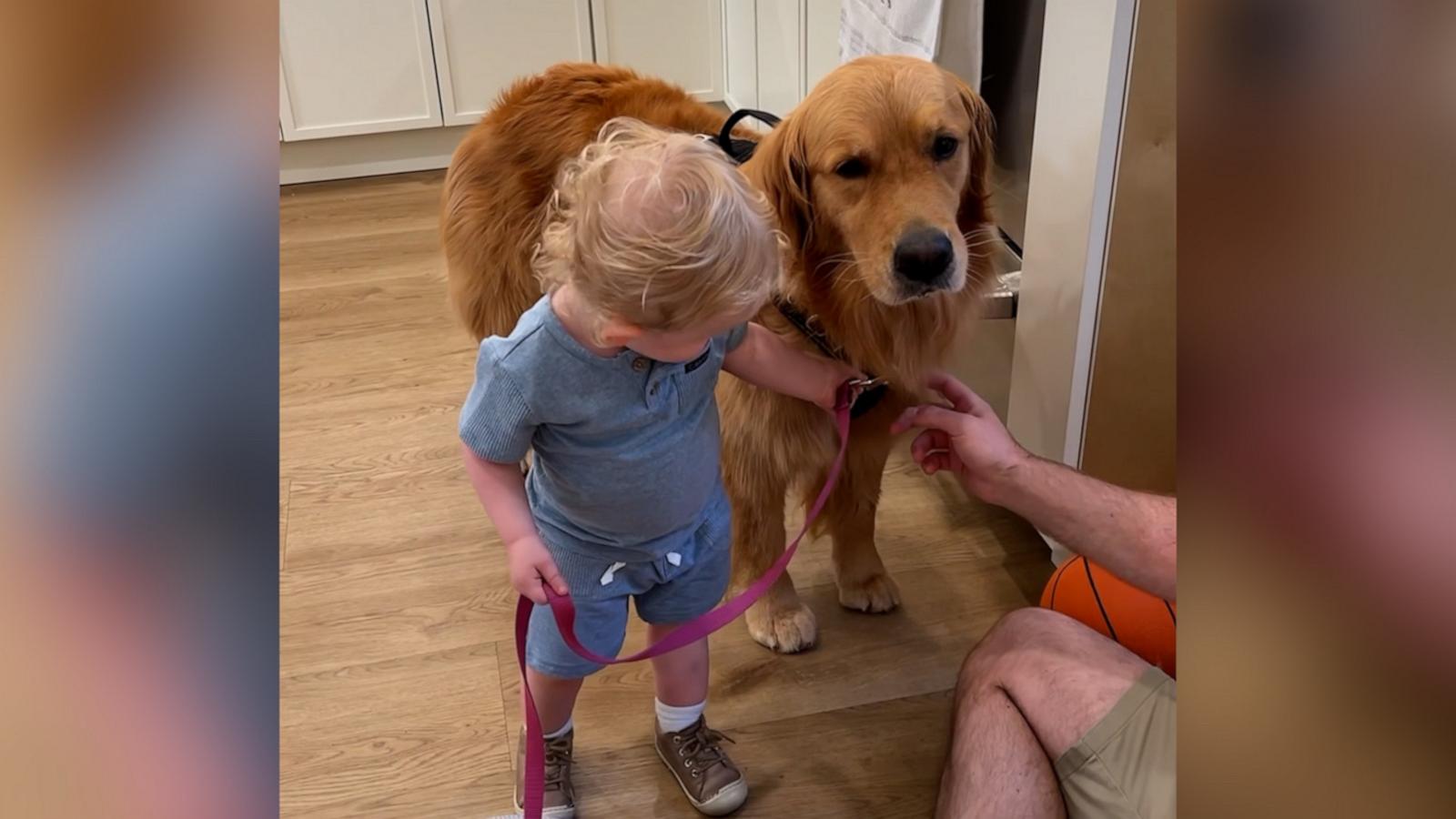 Shalom loves to help golden retriever Skylar get ready for her daily walk.