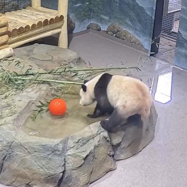 PHOTO: Giant pandas Bao Li and Qing Bao are loving their new toy balls which will help them acclimate to their new home.