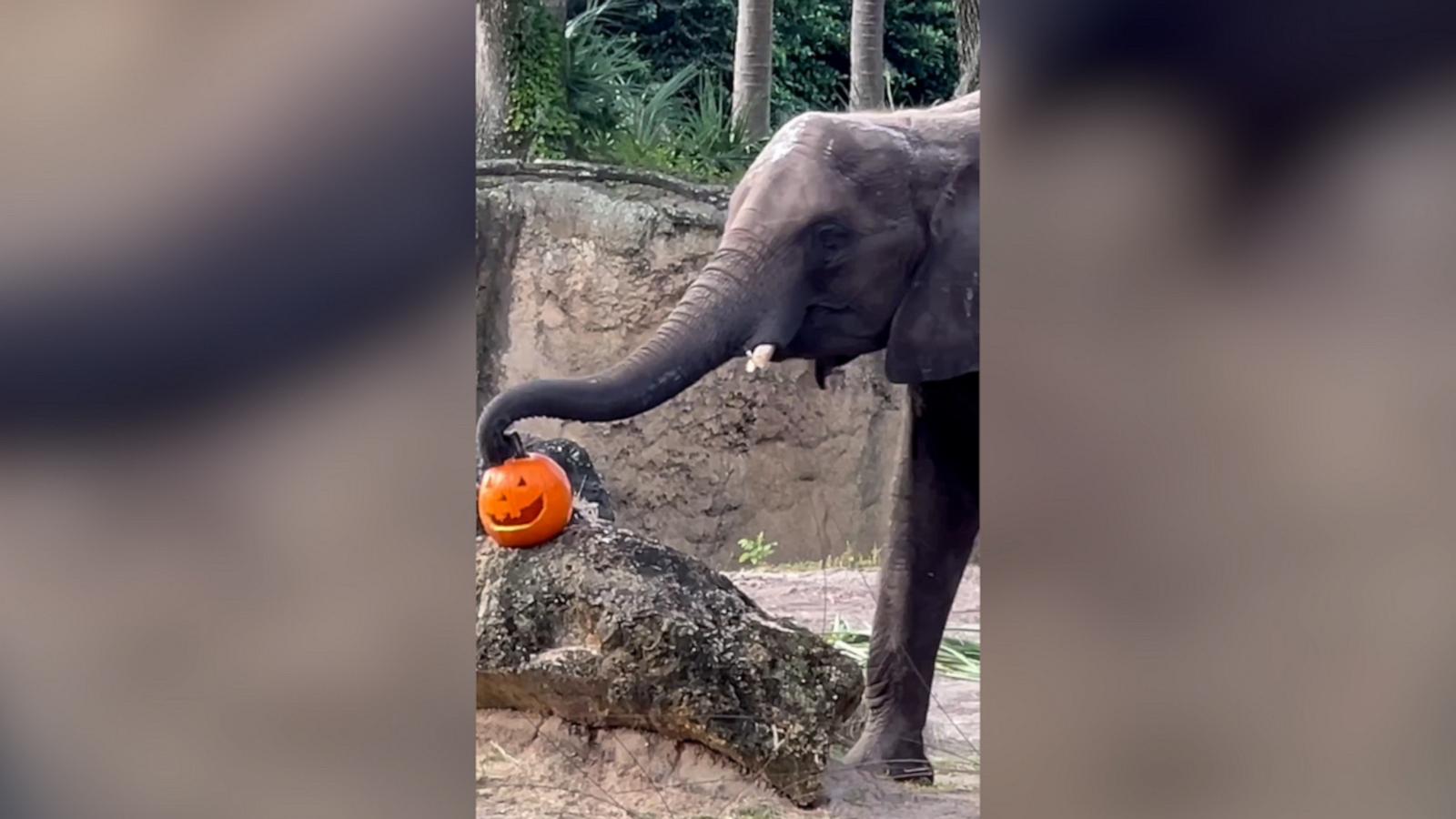 VIDEO: Walt Disney World animals celebrate Halloween with pumpkins