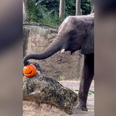 VIDEO: Walt Disney World animals celebrate Halloween with pumpkins 