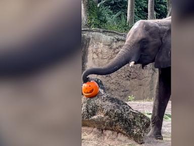 WATCH:  Walt Disney World animals celebrate Halloween with pumpkins