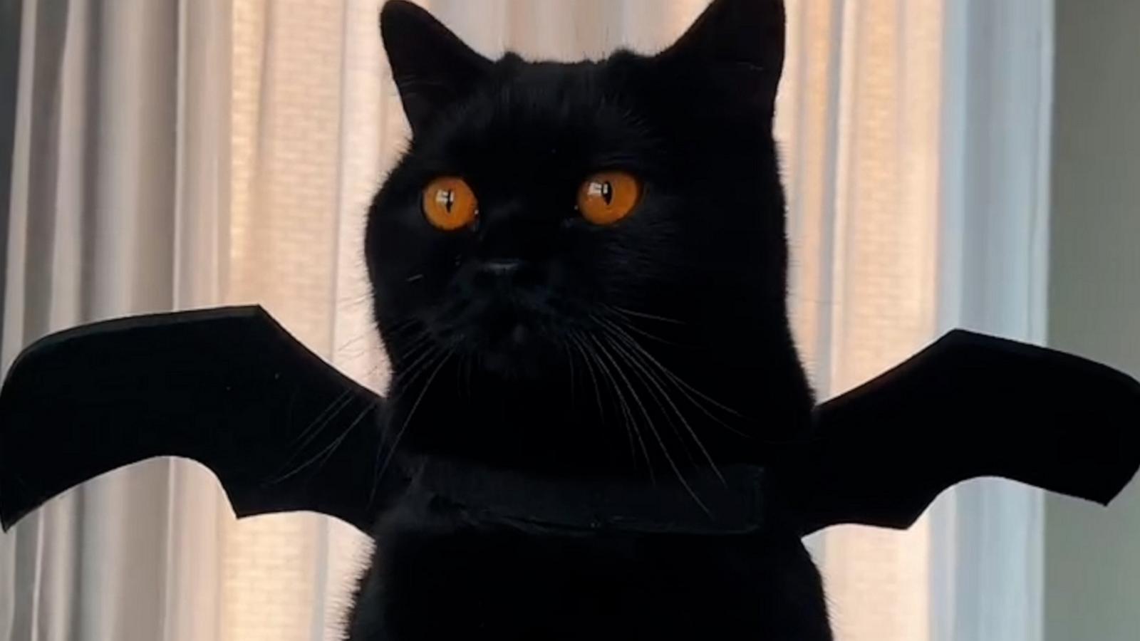 Clementine the cat's striking orange eyes added the perfect touch to her bat costume. 