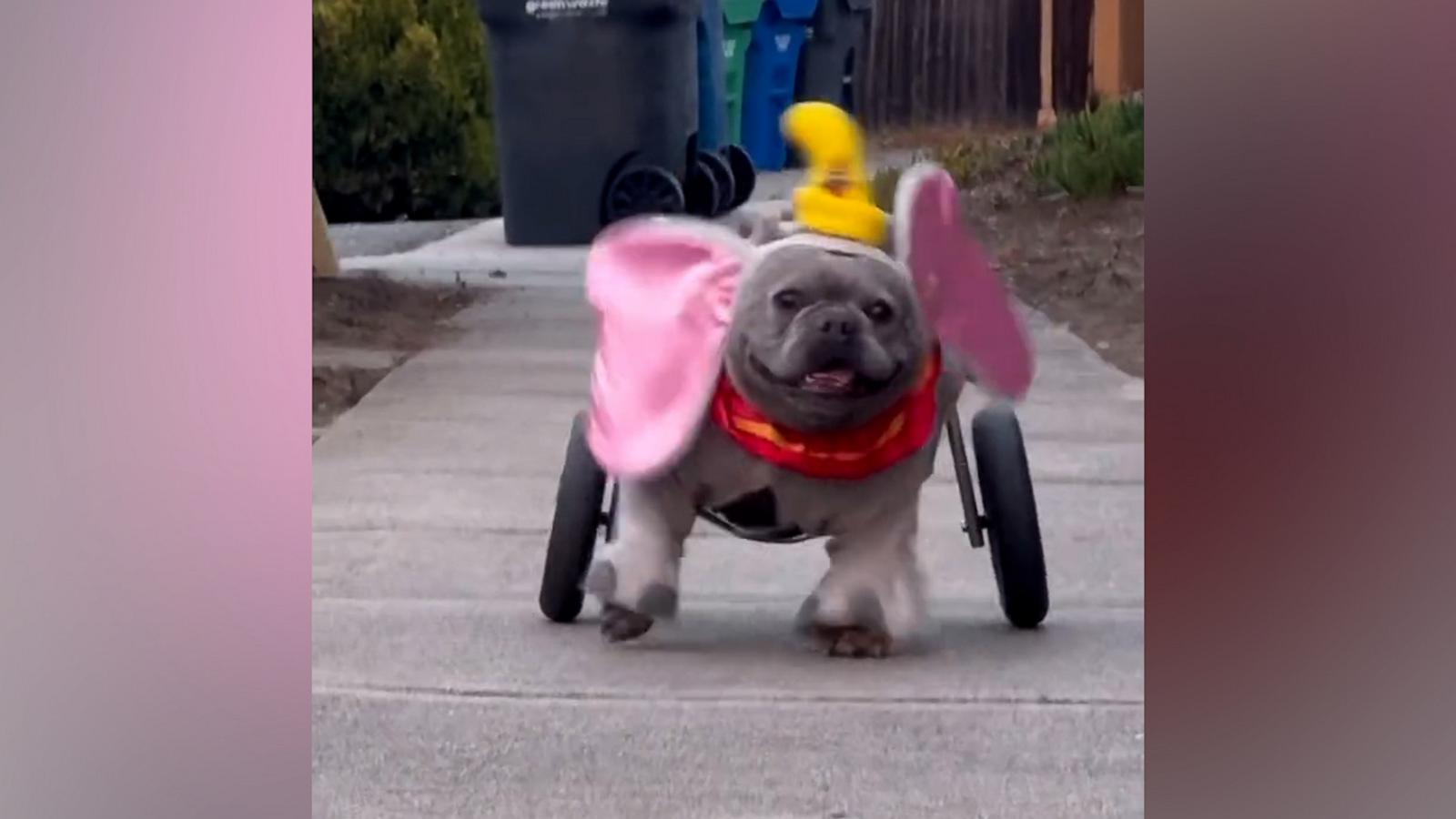 This special needs dog dressed as Dumbo is the cutest thing you will ever see