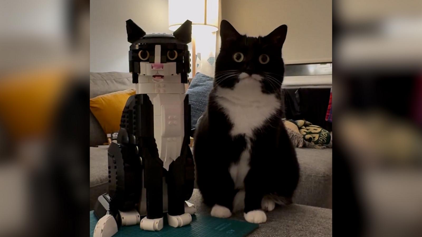 Jyn the cat looks almost identical to this Tuxedo Cat LEGO set.