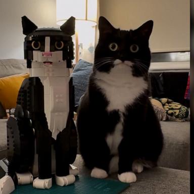 Jyn the cat looks almost identical to this Tuxedo Cat LEGO set.