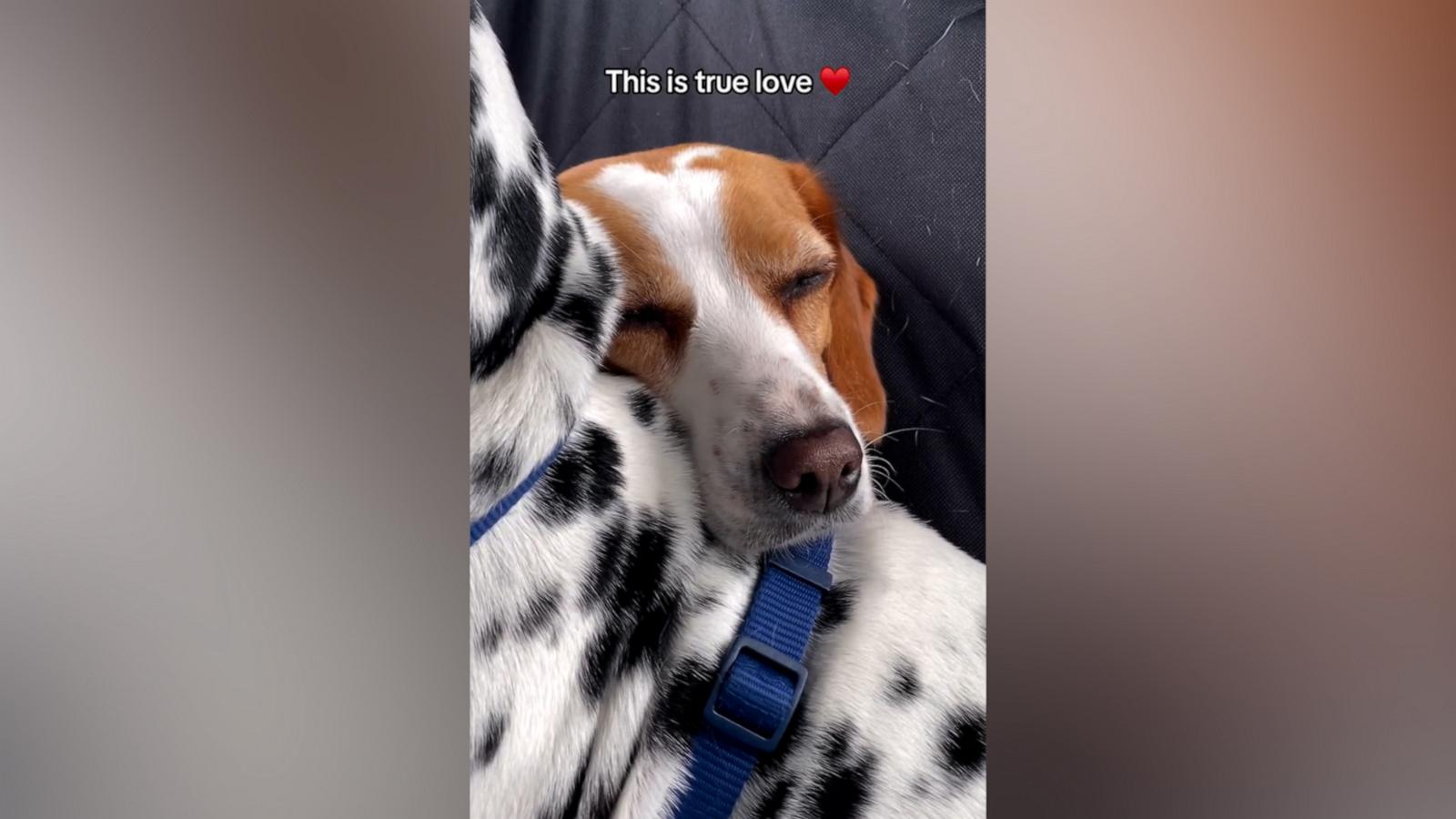 Rescue dog trembling during car ride is adorably comforted by Dalmatian big brother