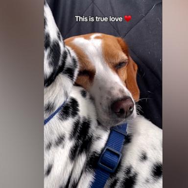 Rescue dog trembling during car ride is adorably comforted by Dalmatian big brother