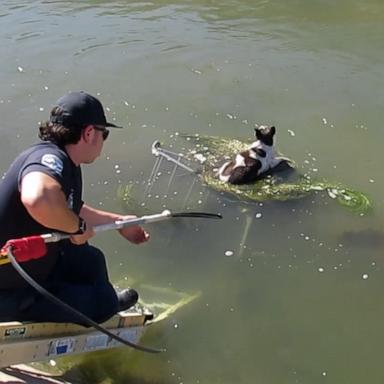 Rescuers slid a ladder down into the canal and carefully saved the scared pup. Now, she gets more belly rubs than she could have ever dreamed of.