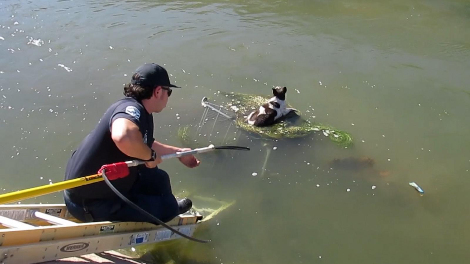 Rescuers slid a ladder down into the canal and carefully saved the scared pup. Now, she gets more belly rubs than she could have ever dreamed of.