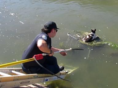 WATCH:  Dog rescued after being found clinging to submerged shopping cart floating in canal