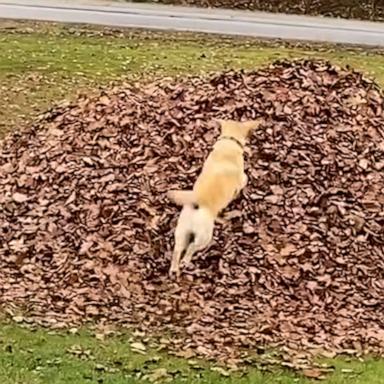 Stella the yellow Lab has enjoyed the fall activity her whole life.