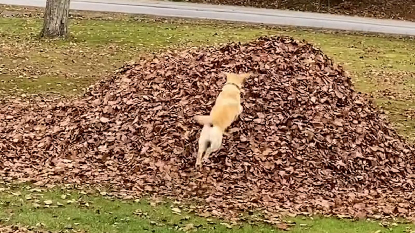 Stella the yellow Lab has enjoyed the fall activity her whole life.