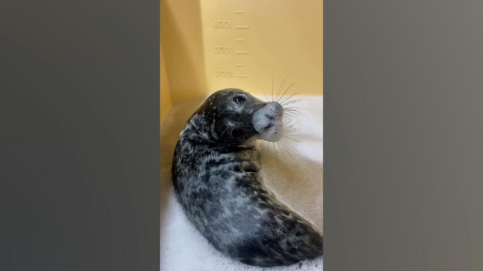 VIDEO: This rescued gray seal pup takes her self-care bubble baths very seriously