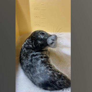 VIDEO: This rescued gray seal pup takes her self-care bubble baths very seriously 