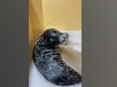 WATCH:  This rescued gray seal pup takes her self-care bubble baths very seriously