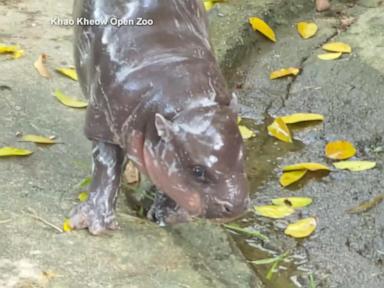 WATCH:  Thailand zoo releases official Moo Deng song