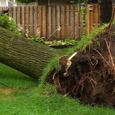 VIDEO: How to protect yourself from falling trees