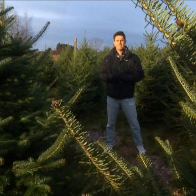 VIDEO: Warmer weather could lead to Christmas tree shortage in the future