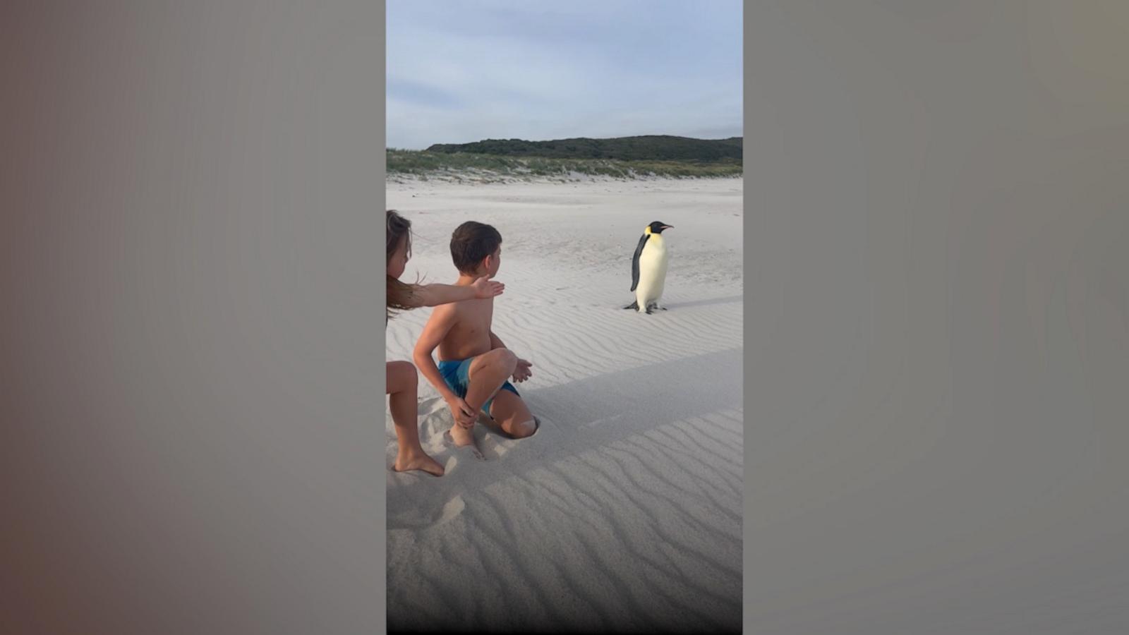 VIDEO: This penguin was found very far from its home in Antarctica