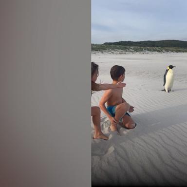 VIDEO: This penguin was found very far from its home in Antarctica 