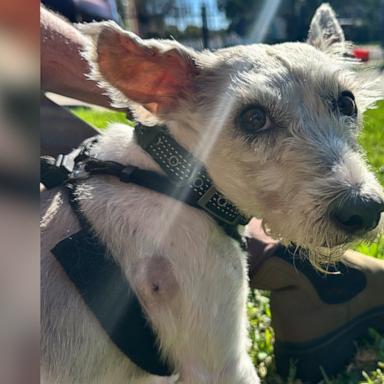  Scrim, who ran away previously, is now on the run after escaping his adoptive home in New Orleans.