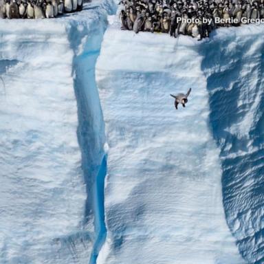 VIDEO: National Geographic's pictures of the year revealed