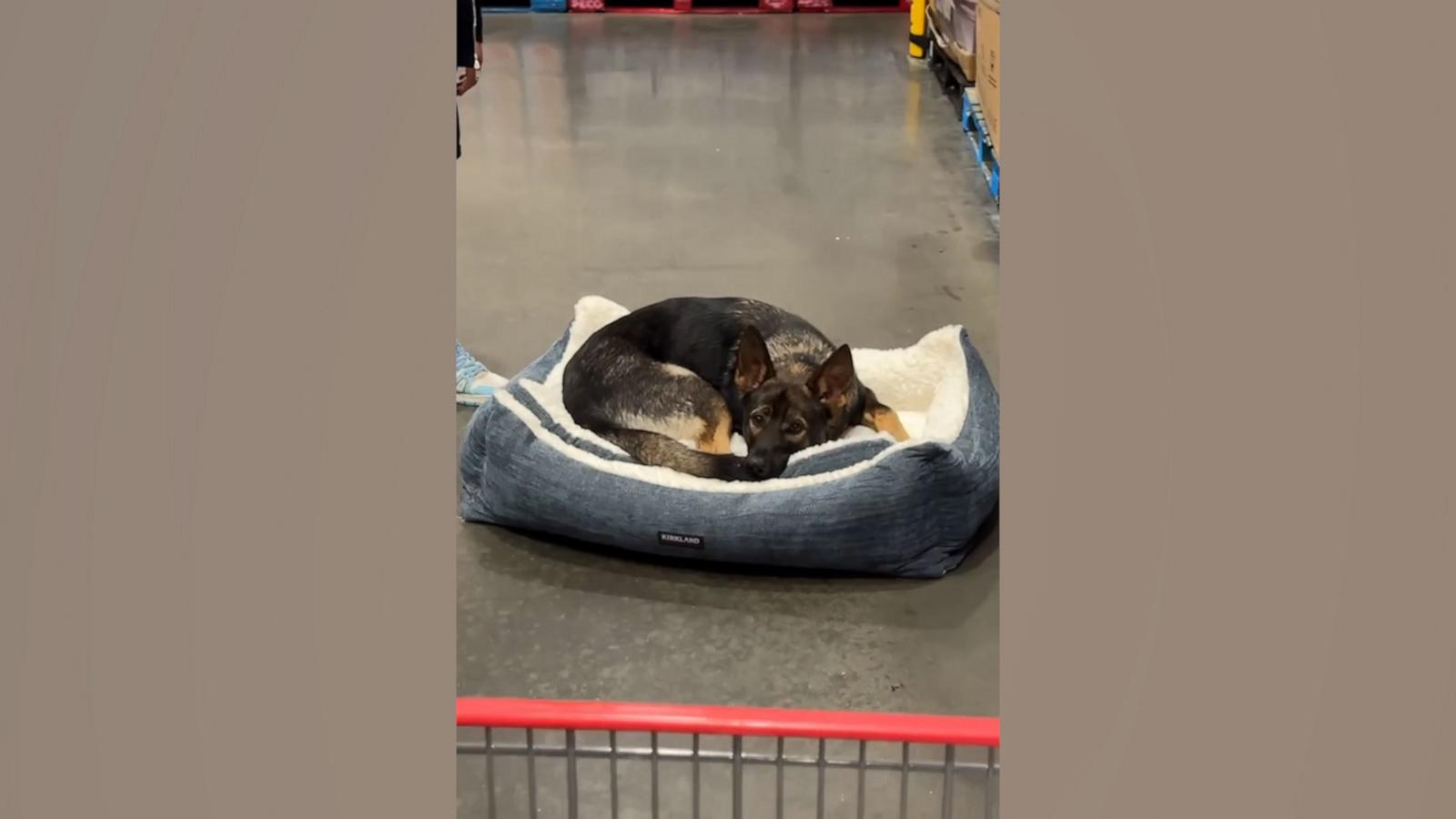 VIDEO: Dog finds bed in Costco aisle, refuses to leave without it