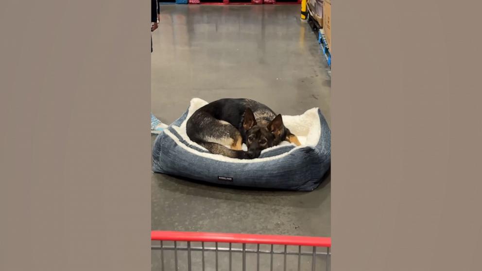 VIDEO: Dog finds bed in Costco aisle, refuses to leave without it 