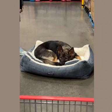 VIDEO: Dog finds bed in Costco aisle, refuses to leave without it 