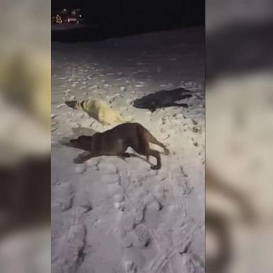 VIDEO: Dogs enjoying the 1st snow of the season