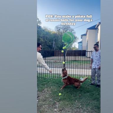 Oscar, a 3-year-old golden retriever, was surprised with a handmade tennis ball-shaped piñata full of tennis balls for his birthday!