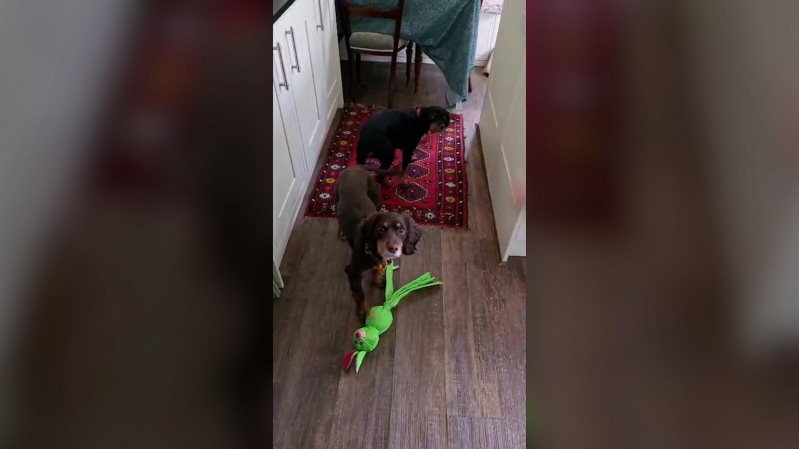 This dog refuses to listen until its owner changes her accent and pretends to be an "angry Scottish mum."