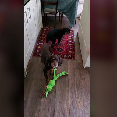 This dog refuses to listen until its owner changes her accent and pretends to be an "angry Scottish mum."