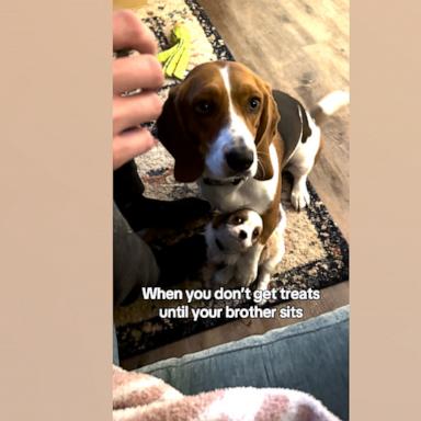 VIDEO: Dog gets puppy sibling to sit for a treat 