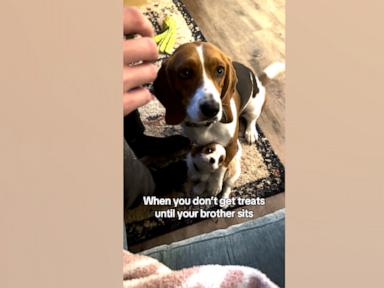 WATCH:  Dog gets puppy sibling to sit for a treat