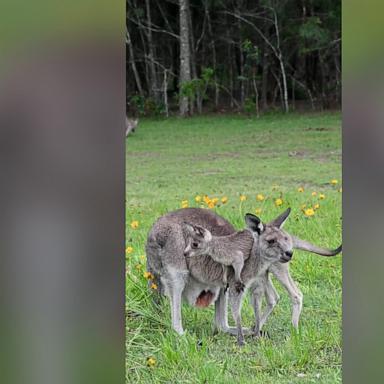 A mama kangaroo showed her patience and continued to eat despite the young kangaroo all over her.